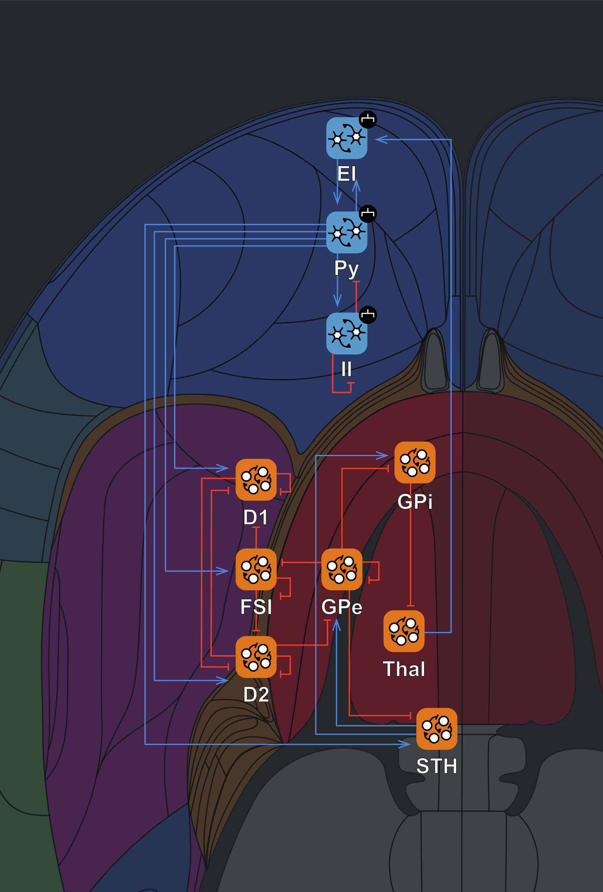 Cortico-basal ganglia-thalamic-cortical loop structure