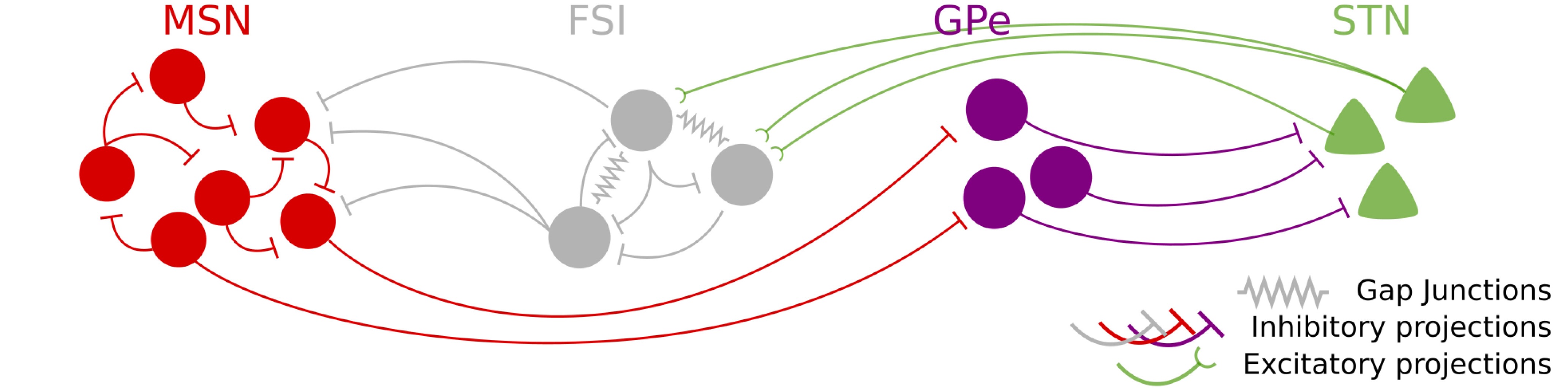 Full basal ganglia model in baseline condition