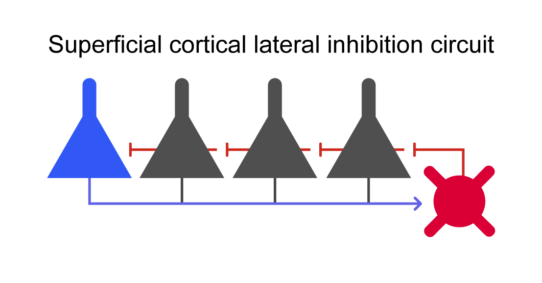 Lateral inhibition in the winner-takes-all circuit