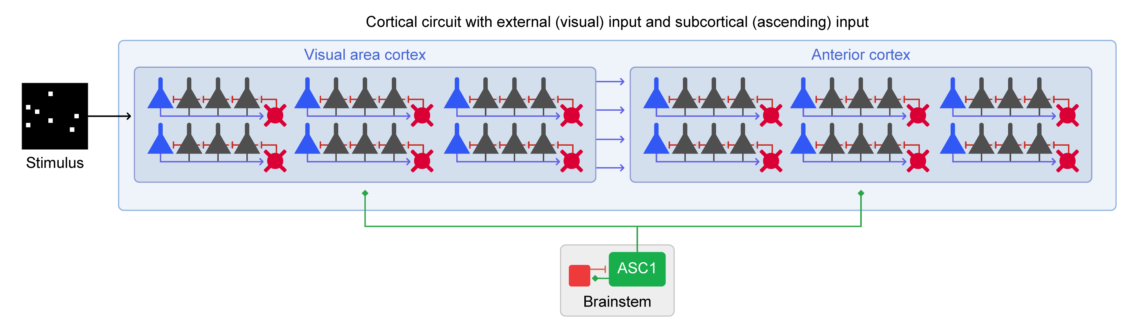 Extended circuit with Cortex, Brainstem and Image Stimulus components